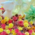 かすみ草ドライフラワー