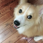 🐾k様ご注文品