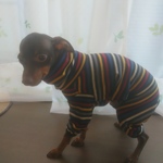 ミニピン服ロンパース