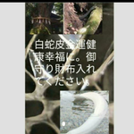 陰陽師金運祈祷人生好転幸せ白蛇皮お守り