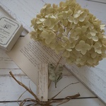 ＊アンティークアナベルのスワッグ（中）♡（洋書付き）