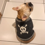☆SALE30%OFF☆フレンチブルドッグ 用〜スカルセーター〜