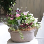 ニチニチ草のふんわり寄せ植え