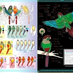 ホオミドリウロコインコクリアファイル