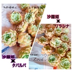 多肉植物＊お姫様セット