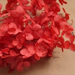 【小分け】花材　*　紫陽花　*　レッド