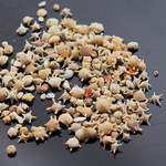 星の砂 10g 星砂 レジンパーツ 材料 ほしずな ほしすな