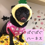 保冷剤が入る♪パグパグハーネス