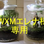 「WXMエレナ」様専用