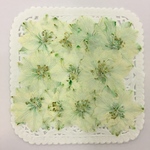 NO.181 押し花素材／限定3個❣️若葉色の千鳥草