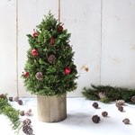 ヒバとリンゴとぐいの実の木のクリスマスツリー「インテリアグリーン：クリスマス：クリスマスツリー：ツリー：インテリア：インテリア雑貨」「お祝い：プレゼント：贈り物：ウエルカムスペース」