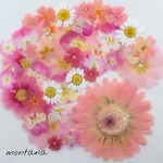 424.押し花アソート〜ピンク系 ガーベラ   お花  mix 押し花素材