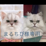 セミオーダー