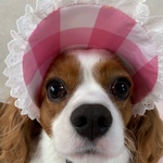 犬用サンバイザー　　ピンクギンガムチェック