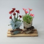 コスモスの鉢植え２種・チョコレート＆ピンク