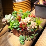 ドルチェ苗 多肉植物 赤ちゃんセット