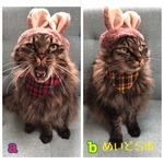チェック柄バンダナ、猫ちゃんの首輪