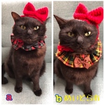 チェック柄シュシュ、猫ちゃんの首輪