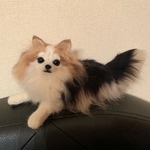 kisha54bbb様専用出品(愛犬オーダー分)