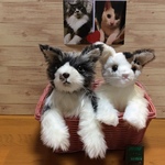 a様オーダーメイド品(成猫)