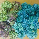 2色紫陽花ドライフラワーのヘッド80サイズ