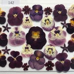 ☆押し花素材142 秋色ビオラセット☆