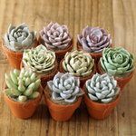 多肉植物　1号鉢植え　フェイクグリーン　