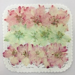 NO.191 限定1個❣️千鳥草カラフルMIX／押し花素材