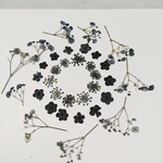 押し花素材　材料　mieさま専用です。