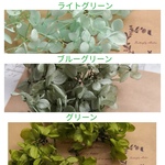 花材  グリーンミックス    ピラミッドアジサイ