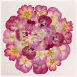 天然押し花素材  240