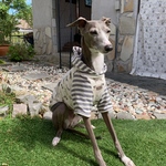 『🐶ワンだらけ🐶』イタグレ服