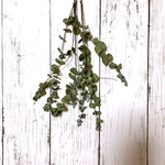 ユーカリ ドライフラワーG