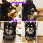 チワワのマミちゃん