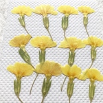プリムラ 横押し② 押し花