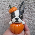 ハロウィン★ボストンテリア②