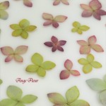 ꙳✧◌秋色　紫陽花　染色◌꙳✧押し花素材　