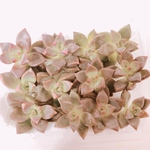 NEW✨ブロンズ姫 カット苗 多肉植物