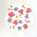 押し花3種＜レースフラワー・メラスフェルラ・あじさい＞