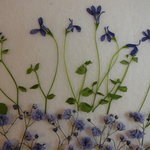 押し花 素材 ロベリア（ニンフ）、染めカスミソウ