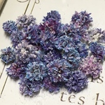 かすみ草ドライフラワー    混色 fairy gradation purple
