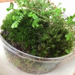 【苔パック詰め】ハイゴケ・アラハシラガゴケ・クラマゴケ(シダ植物)
