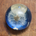 購買部 130：星の種　fig.1