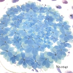 ♡new♡作家様必見♡ 紫陽花がいっぱい♡ 押し花セット