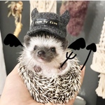 デビルキャップ☆ハリネズミ、小動物用帽子
