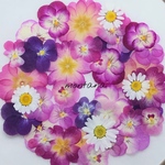 427.押し花アソート〜パープル系 ビオラ ジュリアン 押し花素材