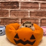208号　ハロウィンカボチャクッション