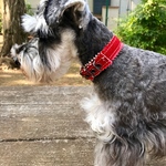 本革★ Gizagiza Collar  -red