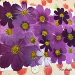 ♡new♡作家様必見♡ 可愛いコスモスお花がいっぱい♡ 押し花セット