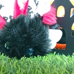 ハロウィンしっぽちゃん  悪魔